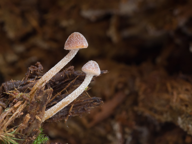 Galerina pruinatipes